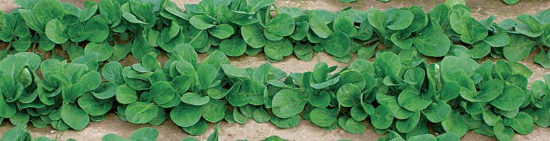 mâche Bio, guide de culture semences bio, agrosemens mâches Bio, guide de culture semences bio, agrosemens