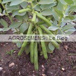fève bio, semences maraichères