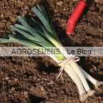 Poireau bio Solaise - semences potageres AGROSEMENS Poireau bio Solaise - semences potageres AGROSEMENS