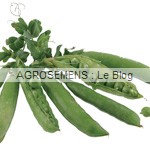 pois à écosser bio, semences potagères bio pois à écosser bio, semences potagères bio