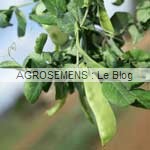 pois gourmand bio, graines potagères agrosemens pois gourmand bio, graines potagères agrosemens