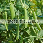 pois à écosser, semences bio pois à écosser, semences bio
