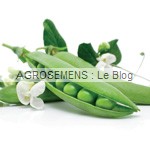 pois à écosser bio, graines agrosemens maraicher pois à écosser bio, graines agrosemens maraicher