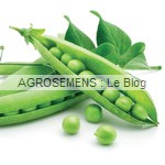 Pois semence bio AGROSEMENS