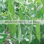 pois mangetout, graines potagères bio pois mangetout, graines potagères bio