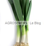 poireaux Carentan bio - semences potagères AGROSEMENS poireaux Carentan bio - semences potagères AGROSEMENS