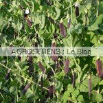 Pois à écosser bio, graines bio agrosemens Pois à écosser bio, graines bio agrosemens
