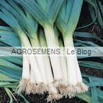 poireau bio Tadorna - semences potagères AGROSEMENS poireau bio Tadorna - semences potagères AGROSEMENS