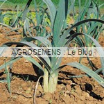 poireau bio géant d'hiver - semences potagères AGROSEMENS poireau bio géant d'hiver - semences potagères AGROSEMENS