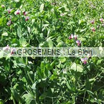 pois fourrager bio semences agrosemens pois fourrager bio semences agrosemens