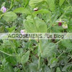 pois fourrager bio, semences agrosemens pois fourrager bio, semences agrosemens