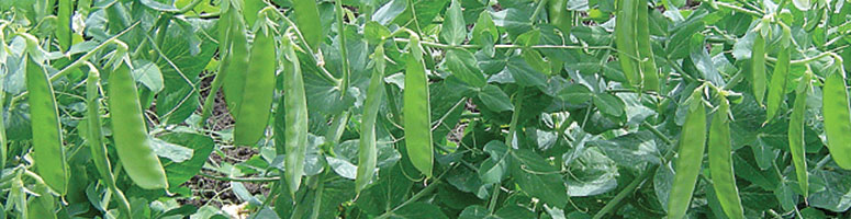 pois bio, semences potagères agrosemens pois bio, semences potagères agrosemens