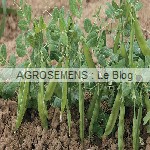pois mangetout, semences bio AGROSEMENS pois mangetout, semences bio AGROSEMENS