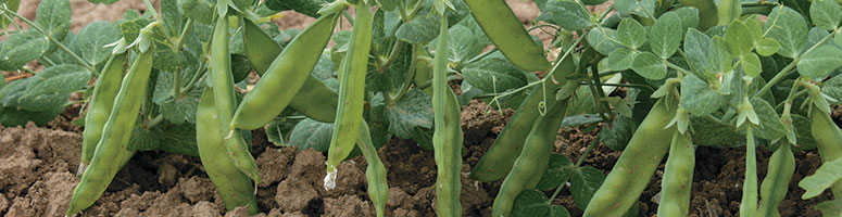 pois bio, semences bio agrosemens pois bio, semences bio agrosemens