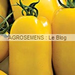 Banana leg - semences tomates bio - AGROSEMENS