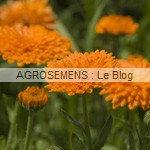 souci fleurs bio semences AGROSEMENS