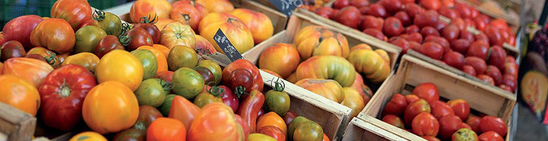 tomates bio - AGROSEMENS tomates bio - AGROSEMENS