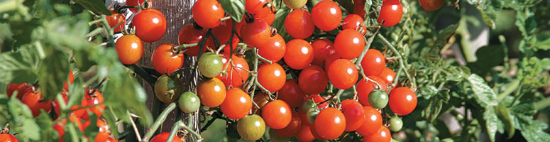 Semences tomates Bio - AGROSEMENS Semences tomates Bio - AGROSEMENS