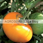 Yellow brandywine - semences tomates bio - AGROSEMENS