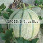 Artemis, semences melon bio - AGROSEMENS Artemis, semences melon bio - AGROSEMENS