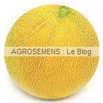 Boule d'or, semences melon bio - AGROSEMENS Boule d'or, semences melon bio - AGROSEMENS
