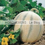 Cyrano semences melon bio - AGROSEMENS Cyrano semences melon bio - AGROSEMENS