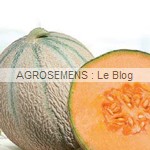 Delfrisco semences melon bio - AGROSEMENS Delfrisco semences melon bio - AGROSEMENS