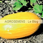 Grécale, semences melon bio - AGROSEMENS Grécale, semences melon bio - AGROSEMENS
