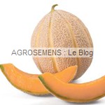 Hales's best jumbo, semences melon bio - AGROSEMENS Hales's best jumbo, semences melon bio - AGROSEMENS
