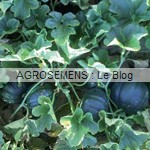 Melon Bio Noir des Carmes - semences AGROSEMENS Melon Bio Noir des Carmes - semences AGROSEMENS
