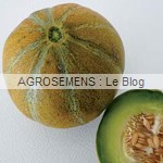 Melon Bio Ogen - semences AGROSEMENS Melon Bio Ogen - semences AGROSEMENS