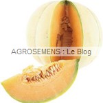 Tobbia semences melon bio - AGROSEMENS Tobbia semences melon bio - AGROSEMENS