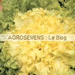 chicorée scarole - semences maraîchères AGROSEMENS chicorée scarole - semences maraîchères AGROSEMENS