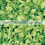 chicorée - jeune pousse - semence bio AGROSEMENS chicorée - jeune pousse - semence bio AGROSEMENS