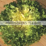 Fine de Meaux - chicorée frisée bio - semences maraîchères AGROSEMENS