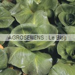Grumolo  Chicorée rouge - semences maraîchères bio AGROSEMENS