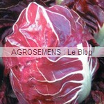 Rouge de Verone Chicorée rouge - semences maraîchères bio AGROSEMENS