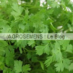 cerfeuil bio - semences bio AGROSEMENS cerfeuil bio - semences bio AGROSEMENS