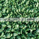 Epinard renegade bio, semences bio AGROSEMENS, maraicher Epinard renegade bio, semences bio AGROSEMENS, maraicher