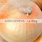 Oignon Jaune de Savoie - semences bio AGROSEMENS Oignon Jaune de Savoie - semences bio AGROSEMENS