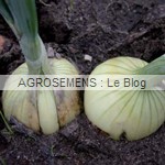 Oignon jaune Rijnsburger - semences bio AGROSEMENS Oignon jaune Rijnsburger - semences bio AGROSEMENS