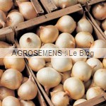 Oignon jaune Cénol - Semences bio AGROSEMENS Oignon jaune Cénol - Semences bio AGROSEMENS