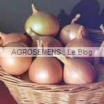 Oignon jaune Hybing F1 - semences bio AGROSEMENS
