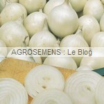 Oignon albion - semences bio AGROSEMENS Oignon albion - semences bio AGROSEMENS