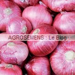 Oignon Plat rouge de Genève - semences bio AGROSEMENS Oignon Plat rouge de Genève - semences bio AGROSEMENS
