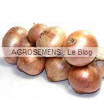 OIGNON Rosé d'Armorique, semences bio AGROSEMENS OIGNON Rosé d'Armorique, semences bio AGROSEMENS