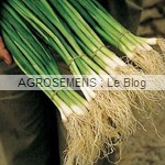 ciboule Parade - semences bio AGROSEMENS
