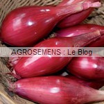Oignon Rossa lunga di Firenze - semences bio AGROSEMENS Oignon Rossa lunga di Firenze - semences bio AGROSEMENS