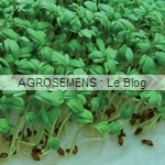 cresson graines germées bio - semences agrosemens cresson graines germées bio - semences agrosemens