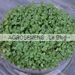 graines germées bio - semences bio AGROSEMENS graines germées bio - semences bio AGROSEMENS